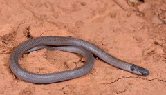 Aparallactus capensis capensis