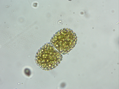 Cosmarium pseudamoenum