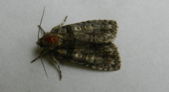 Acronicta increta
