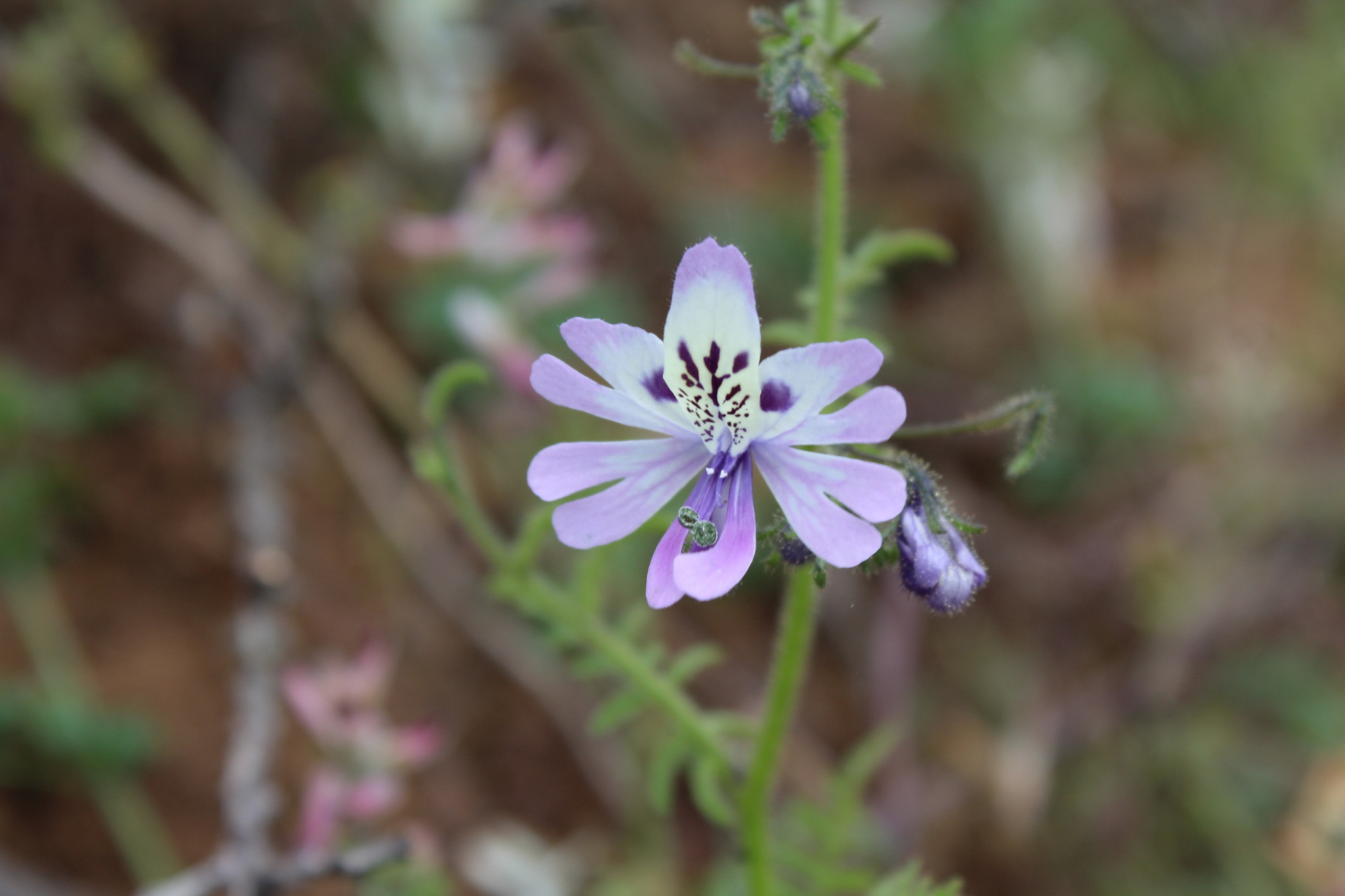 Imagem de Flor-borboleta