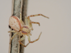 Philodromus