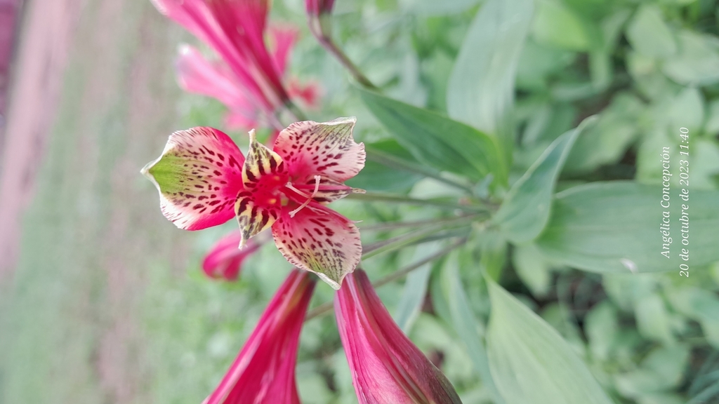 Alstroemeria psittacina, Candelaria, Misiones, Argentina