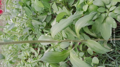 Alstroemeria psittacina