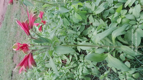 Alstroemeria psittacina