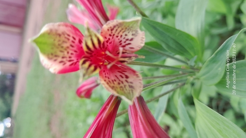 Alstroemeria psittacina