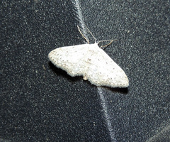 Idaea incisaria