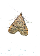 Dolicharthria daralis