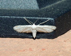 Idaea longaria