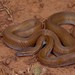 Cape House Snake - Photo (c) Joubert Heymans, some rights reserved (CC BY-NC-ND), uploaded by Joubert Heymans