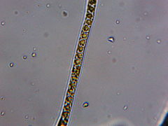 Klebsormidium