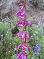 Penstemon gentianoides