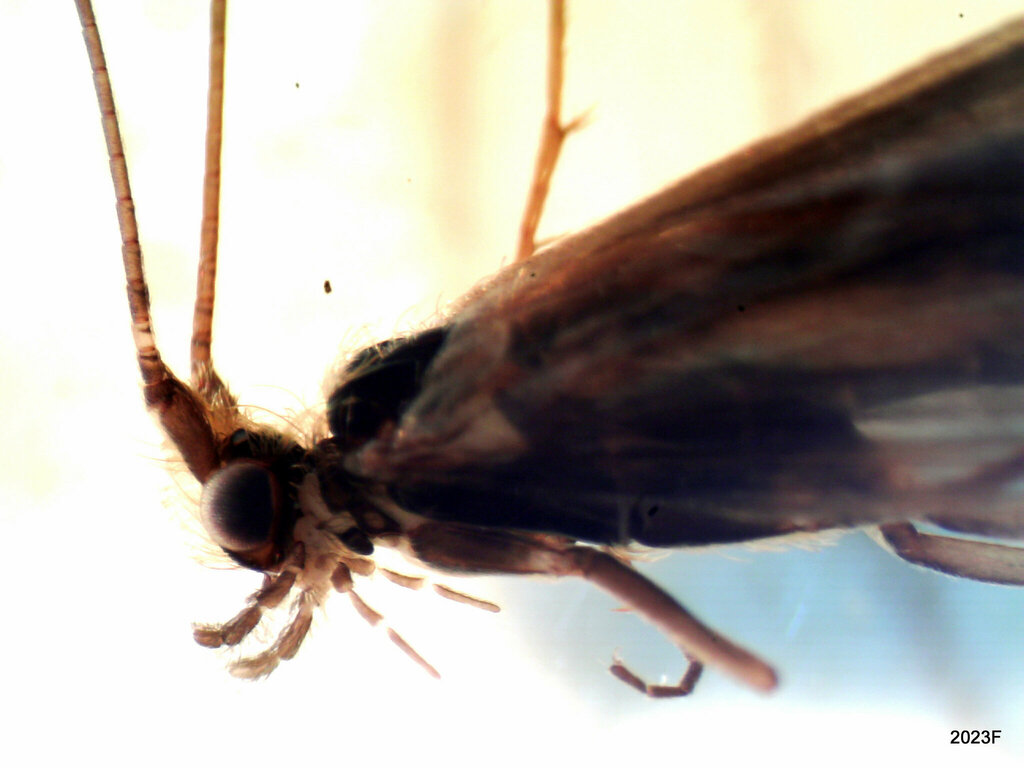 Neothremma didactyla