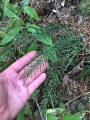 Blechnum molle