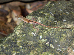 Anolis wattsii