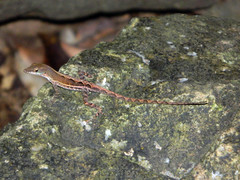 Anolis wattsii