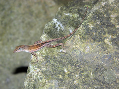 Anolis wattsii