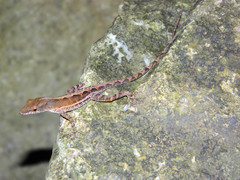 Anolis wattsii
