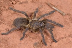 Harpactira hamiltoni