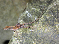 Anolis wattsii