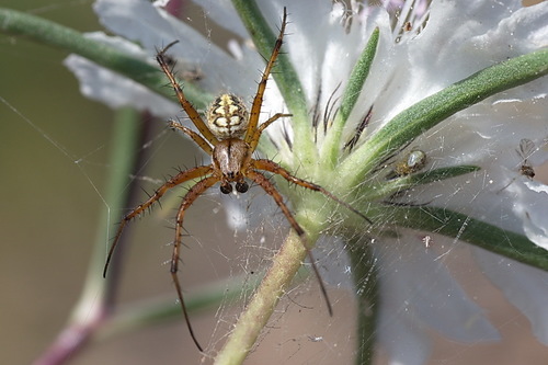 Bordered Orbweaver