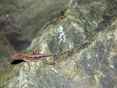 Anolis wattsii