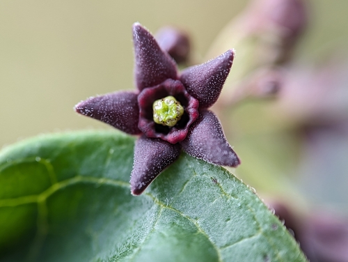Dark vincetoxicum (Vincetoxicum nigrum)