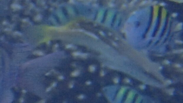 Slender grouper