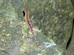 Anolis wattsii