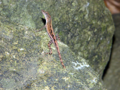 Anolis wattsii