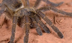 Harpactira hamiltoni