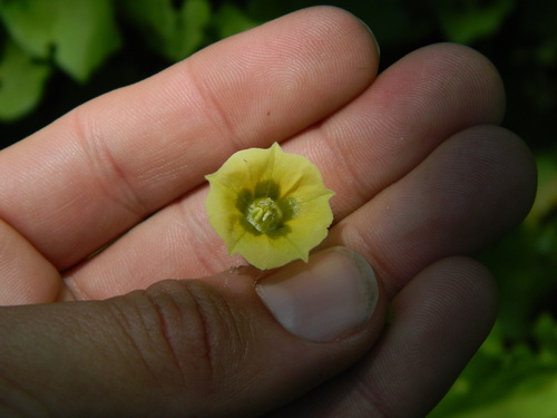 Starhair groundcherry (Physalis viscosa)