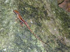 Anolis wattsii