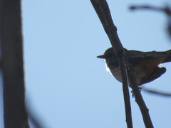 Pyrocephalus rubinus