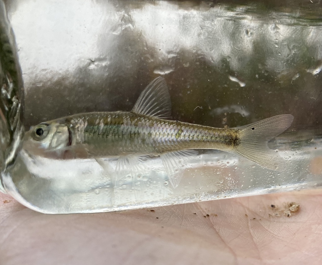 North American Minnows from Auburn, Peterborough, ON, CA on October 21 ...