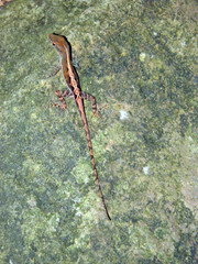 Anolis wattsii