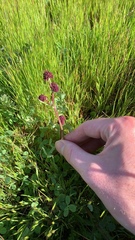 Sanicula bipinnatifida