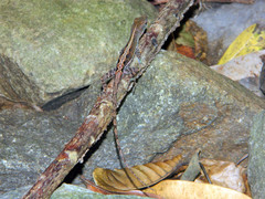 Anolis wattsii