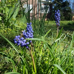 Muscari botryoides