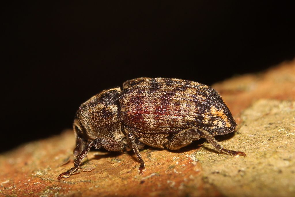 Psepholax humilis