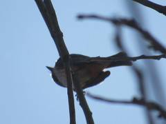 Pyrocephalus rubinus
