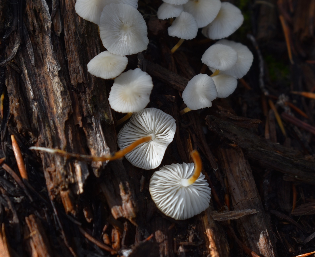 Strobilurus from Birthday Lake Trail, Lane County, OR, USA on October ...