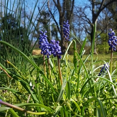 Muscari botryoides
