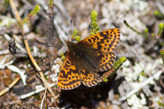 Boloria polaris