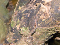 Anolis wattsii