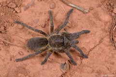 Harpactira hamiltoni