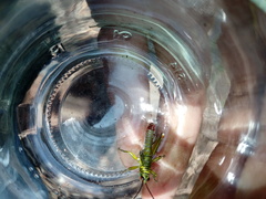 Agesander ruficornis