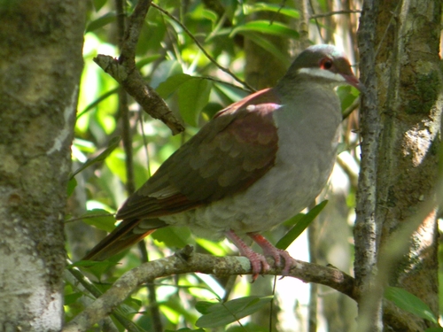 Key West Quail-Dove (Geotrygon chrysia), photo 10