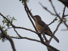 Turdus grayi