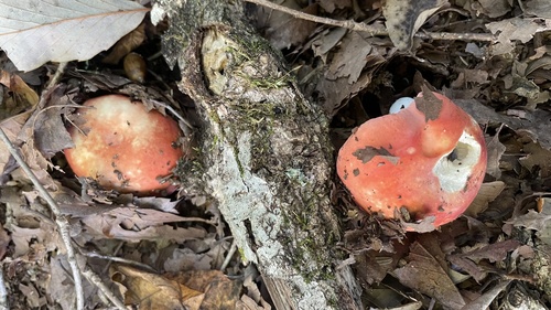 Russula
