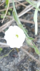 Evolvulus sericeus